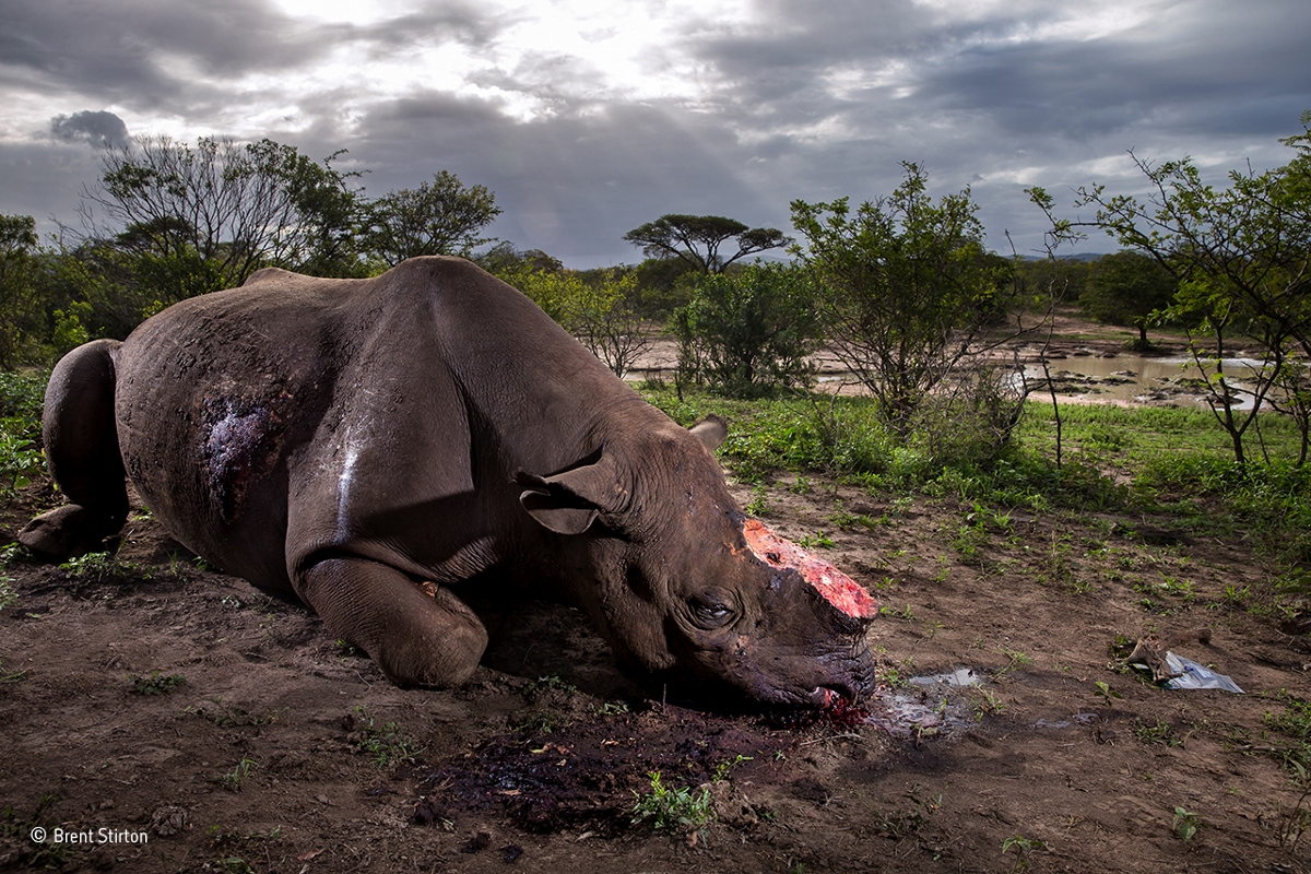 Wildlife Photographer of the Year 53